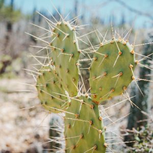 RESERVA EXPEDICIÓN TIERRA DE CACTUS