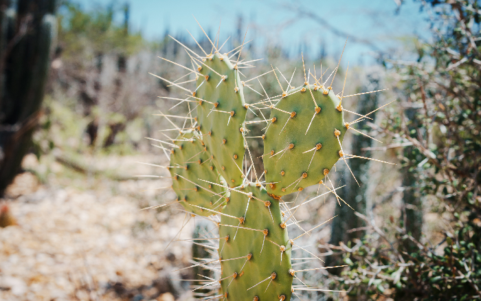 Cactus