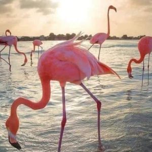 RESERVA EXPEDICIÓN FLAMENCOS ROSADOS