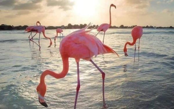 RESERVA EXPEDICIÓN FLAMENCOS ROSADOS