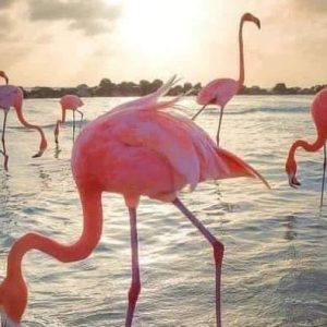 RESERVA EXPEDICIÓN FLAMENCOS ROSADOS